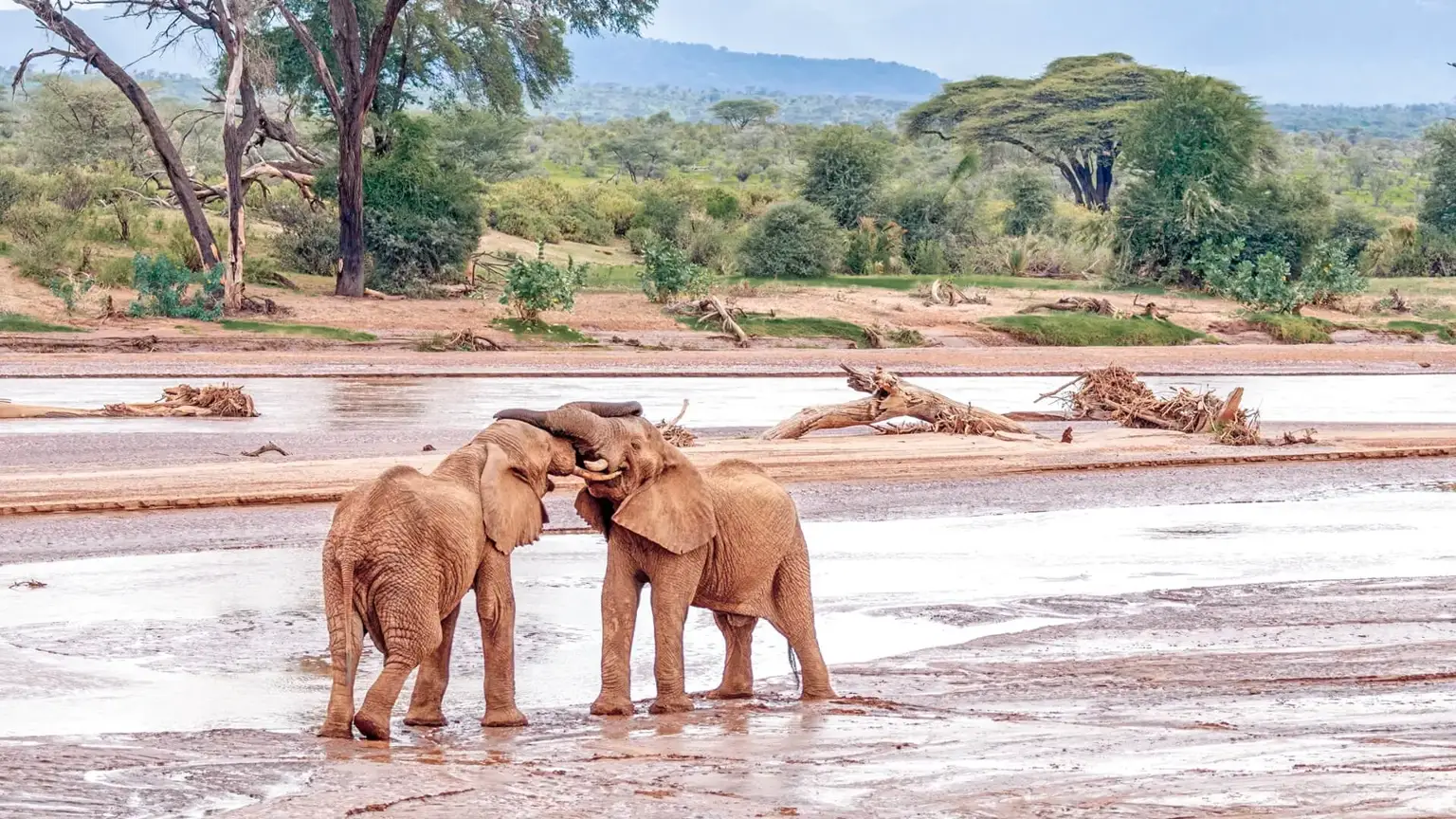Two elephants greeting each other in the sandy Ewaso Ng'iro riverbed in Samburu National Park